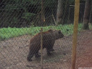 Forestia (6)